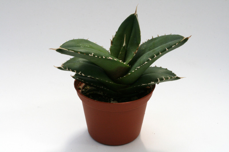 agave titanota 7657