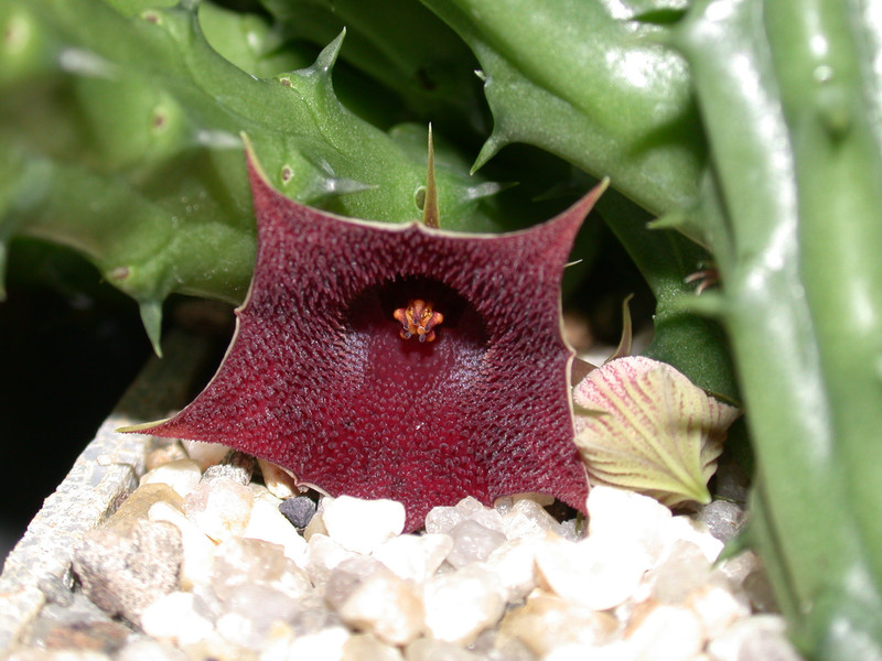 huernia arabica lavranos13103 1