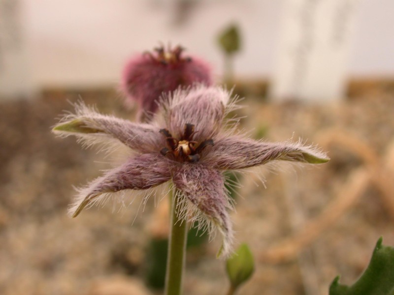 stapelia erectiflora erect 04