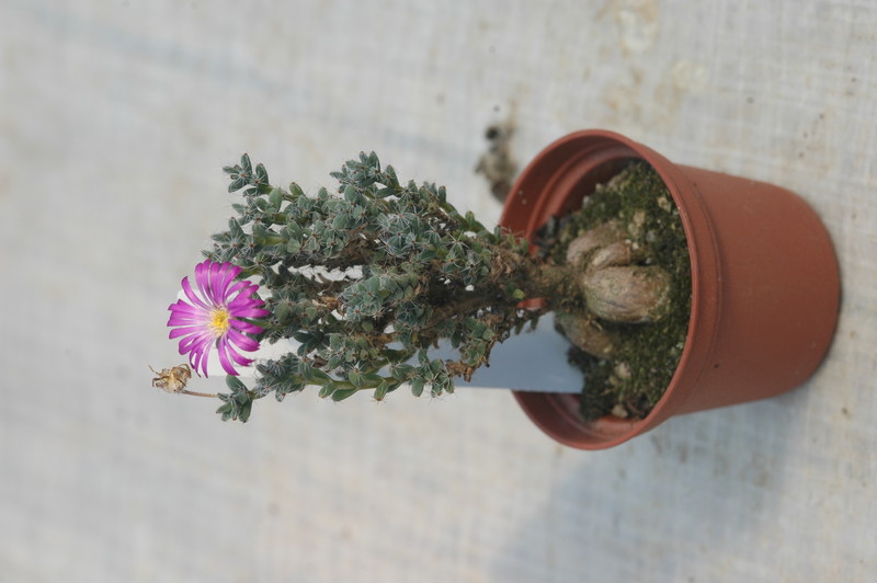 delosperma minima 1708