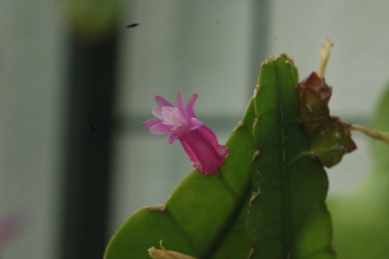 disocactus amazonicus pino 97 17 341 9361