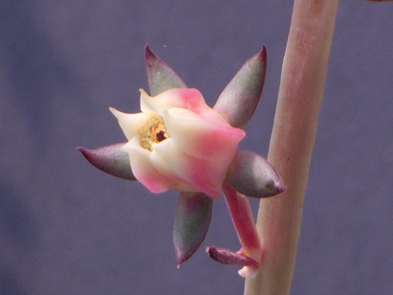echeveria nodulosa 0069