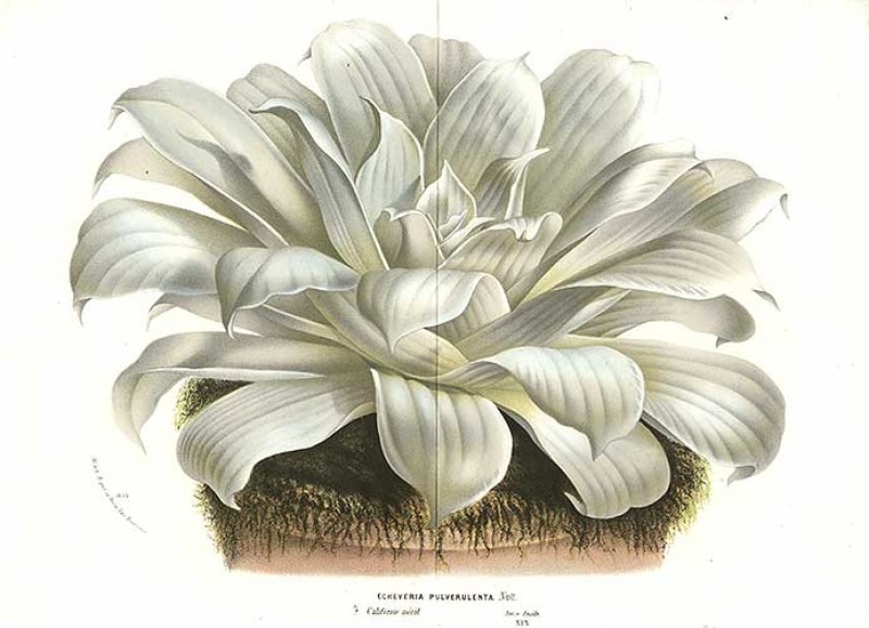 Echeveria pulverulenta