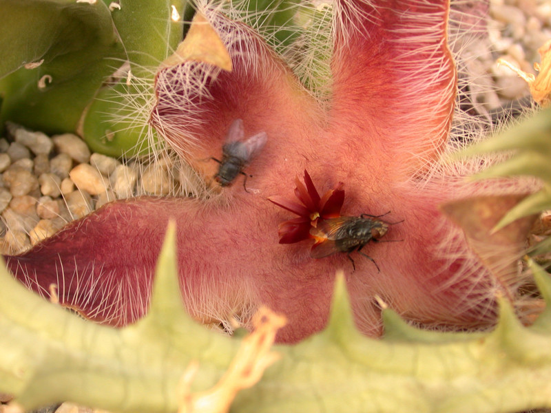 stapelia fliegen