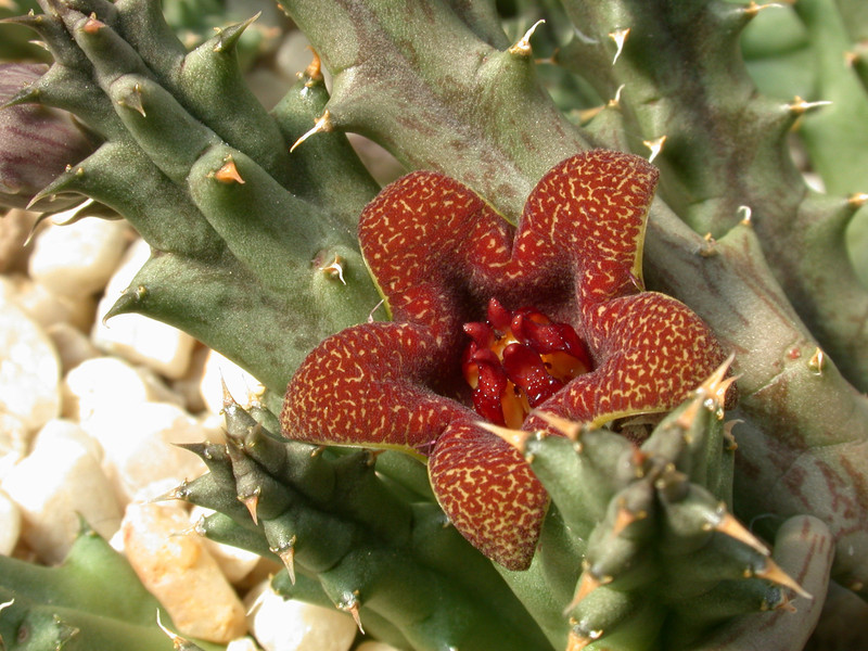huernia decipiens pvb4550 paardekloof 03