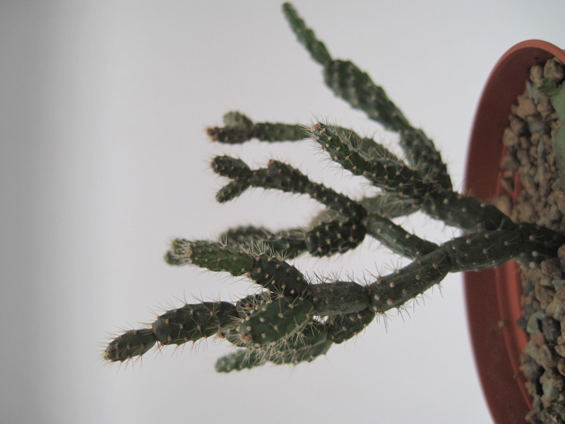 schlumbergera opuntioides im 7752