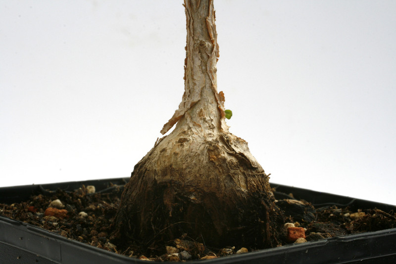 ficus glomosa 0378