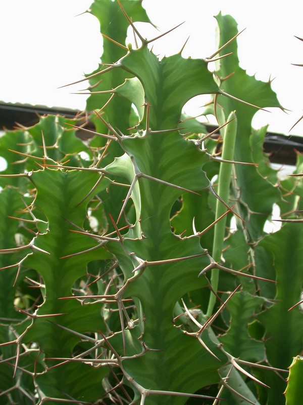euphorbia grandicornis 01 sm