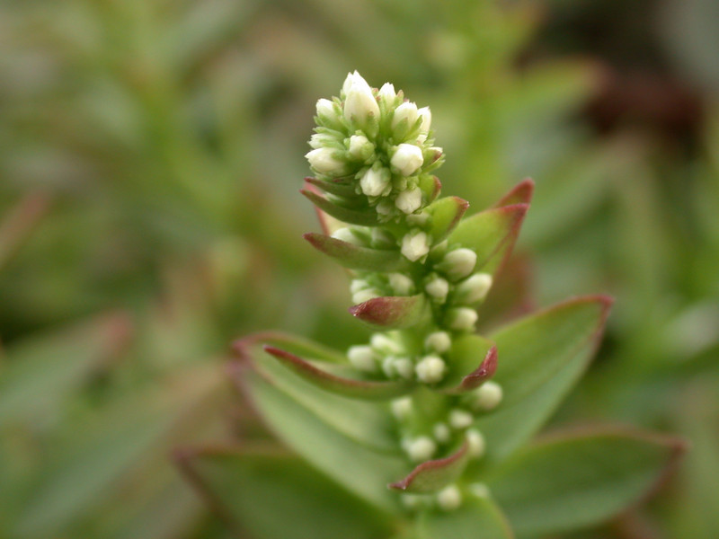 crassula capitella 02