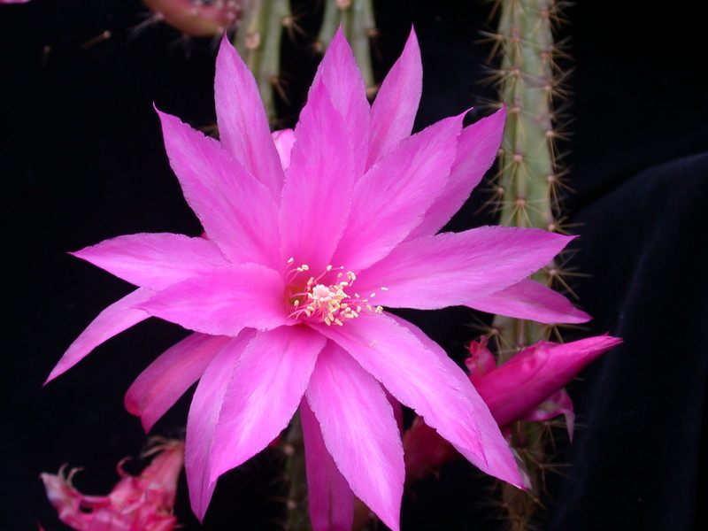 aporocactus fairy dancer 982819