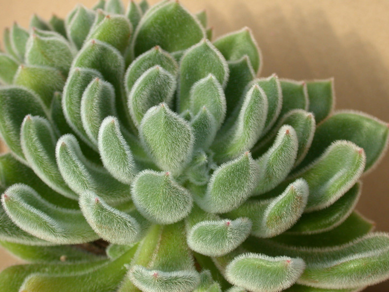 echeveria setosa compacta-hybride 02