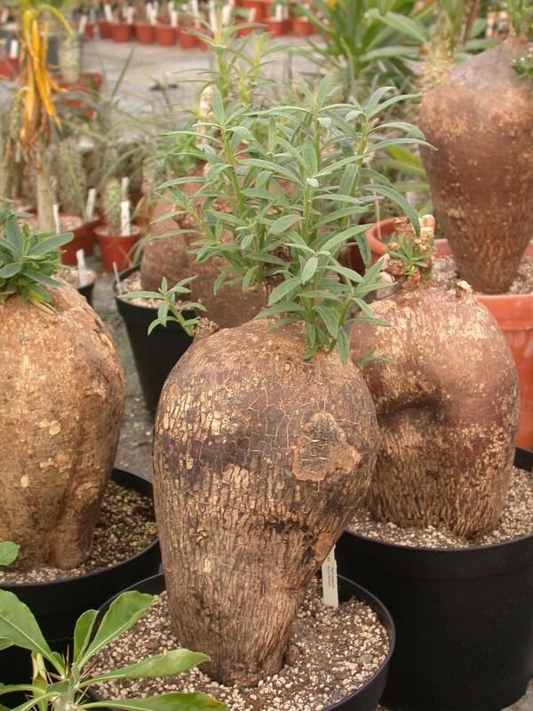 pachypodium succulentum 02