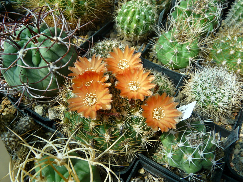 Weingartia trollii