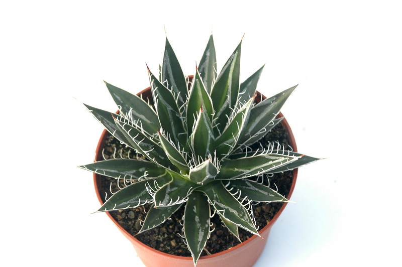 agave schidigera 8488