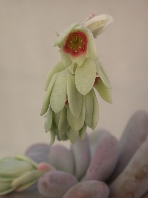 pachyphytum oviferum 30