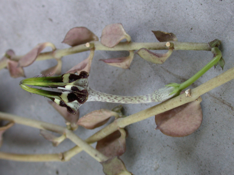 ceropegia radicans 02