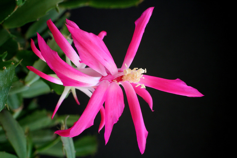 schlumbergera star burst 5878