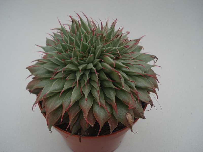 graptoveria silver star 8379
