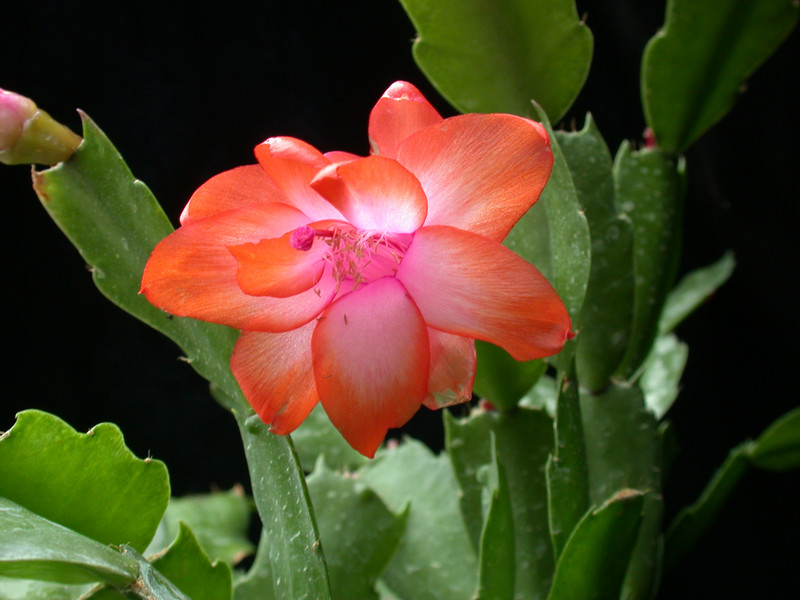 schlumbergera orange devil 02