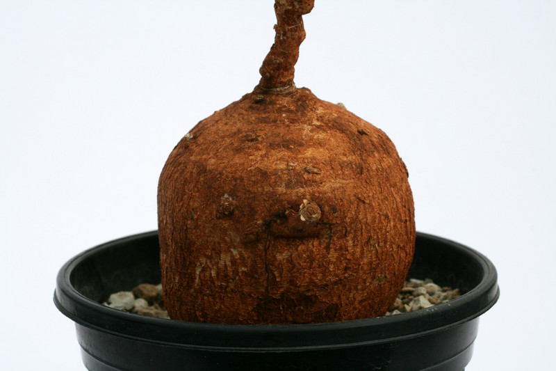 raphionacme angolensis 0650