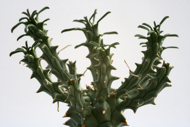 euphorbia tuberculata 0592
