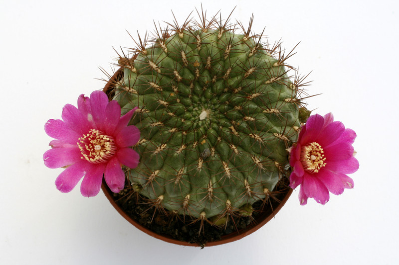 sulcorebutia purpurea hs69 l 9948