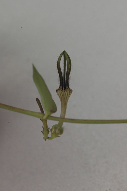 ceropegia barkleyi 03