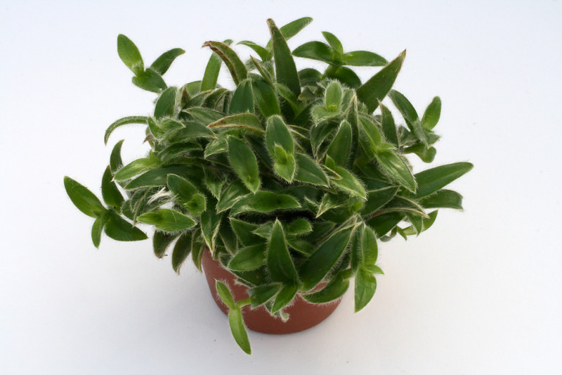 cyanotis somaliensis 0839