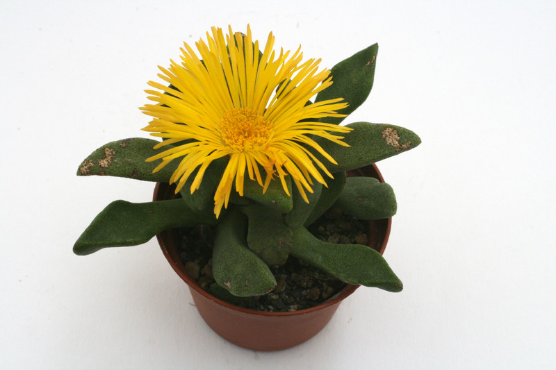 pleiospilos compactus minor 4235