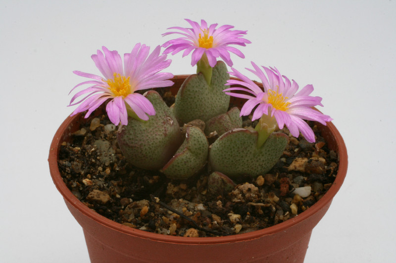 conophytum taylorianum 2798