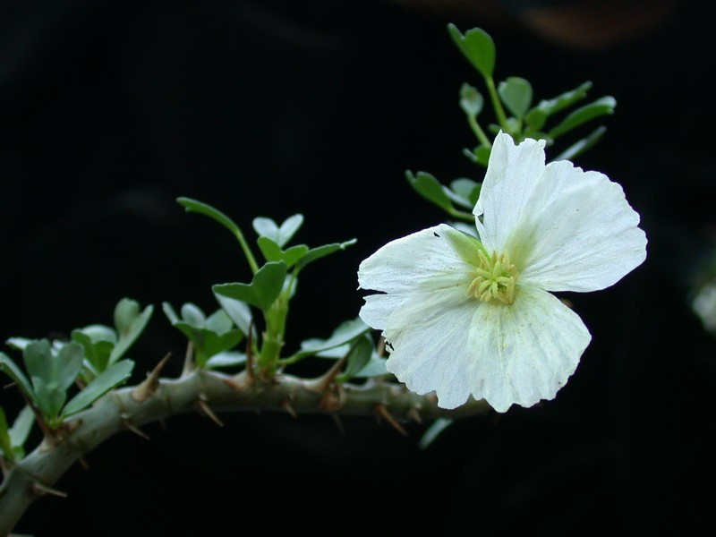 sarcocaulon vanderitae2