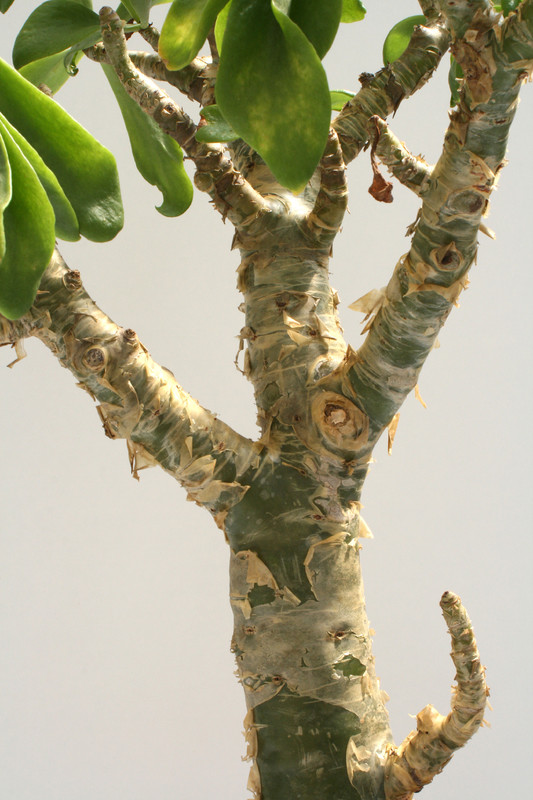 tylecodon paniculatum 90cm 3629
