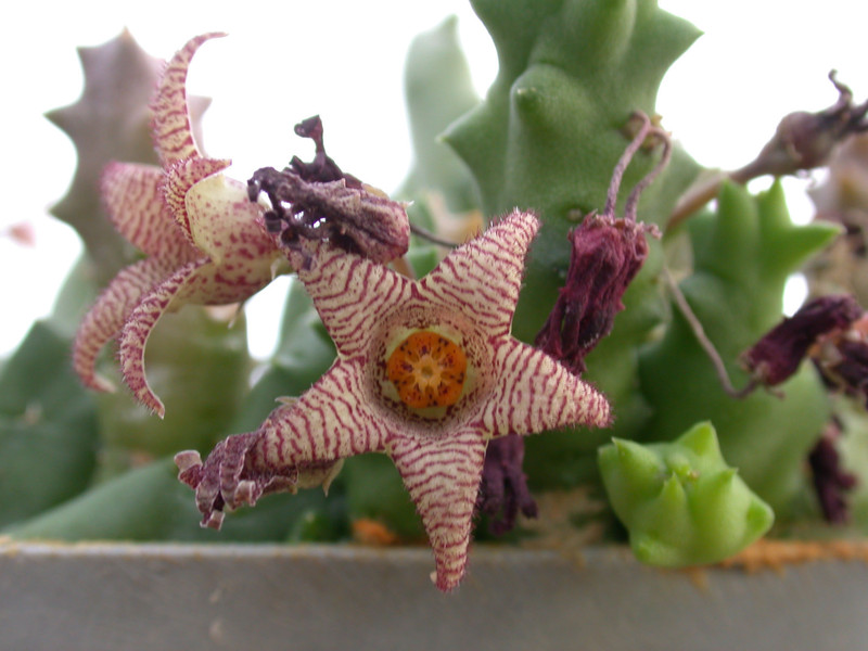 piaranthus framesii 02