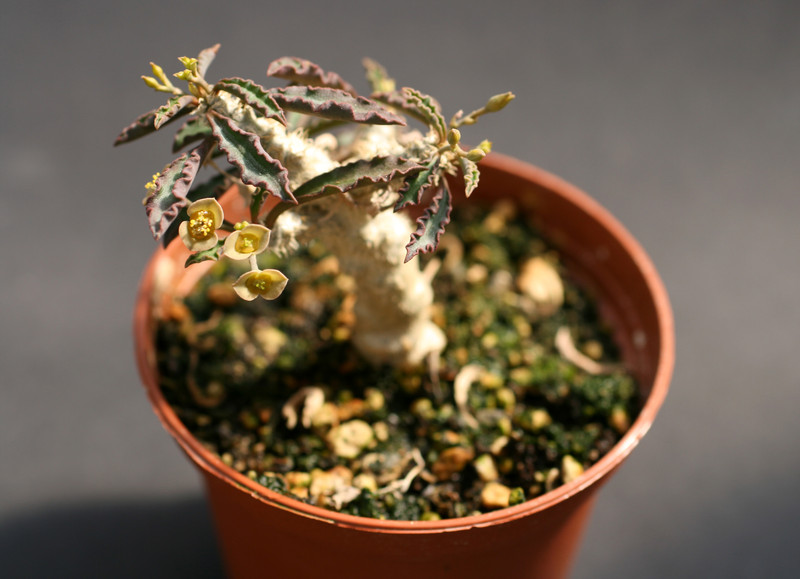 euphorbia capsaintemariensis 0163