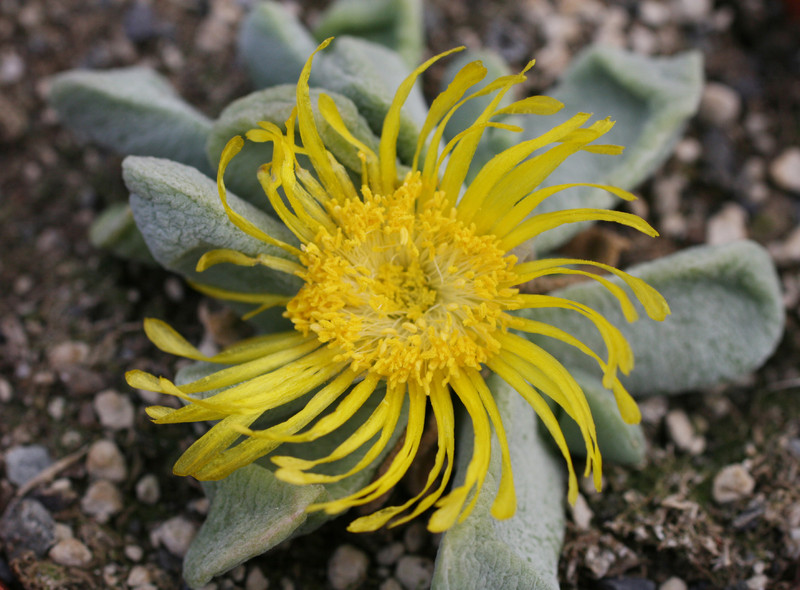 glottiphyllum oligocarpum steytlerville 0154