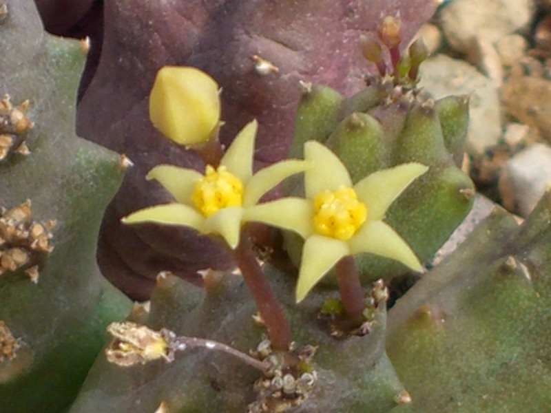 piaranthus parvulus 0160