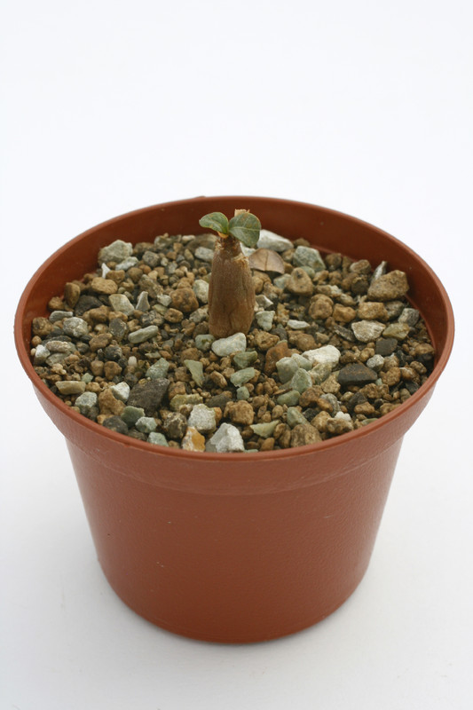 adenium socotranum 7563