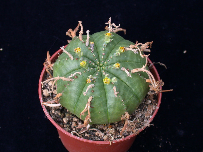 euphorbia meloformis valida 01