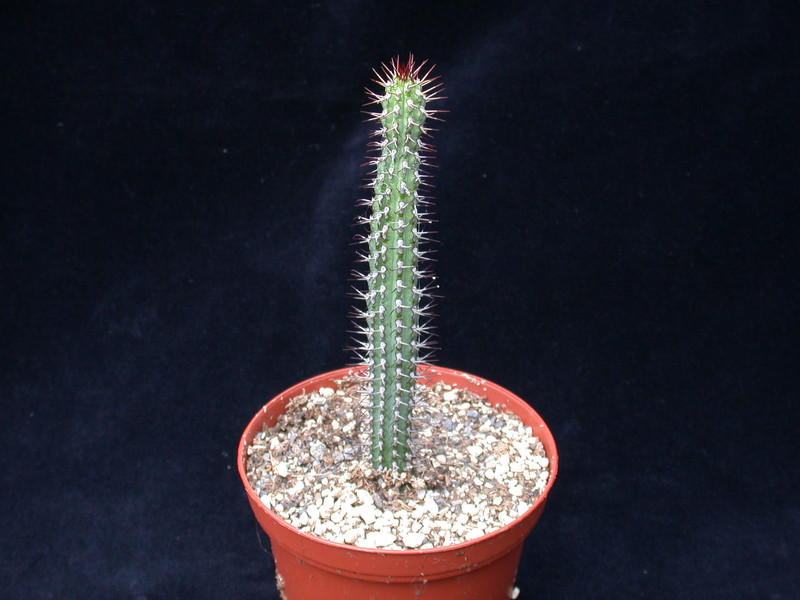 euphorbia baioensis 01