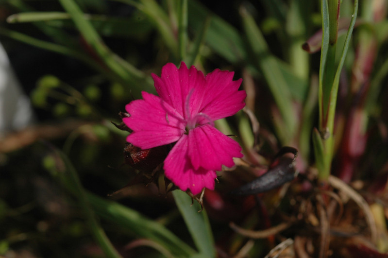 dianthus carthusianorum humilis 01