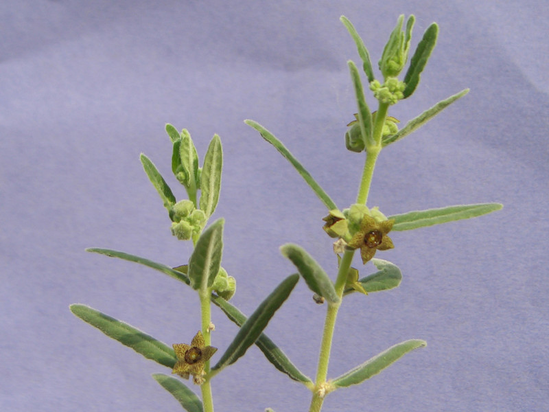 brachystelma dinteri 1865