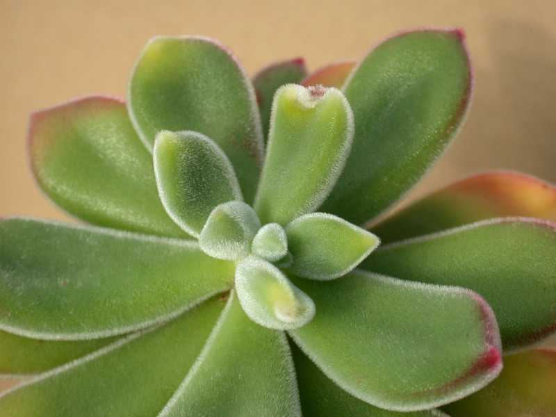 echeveria pulvinata 06