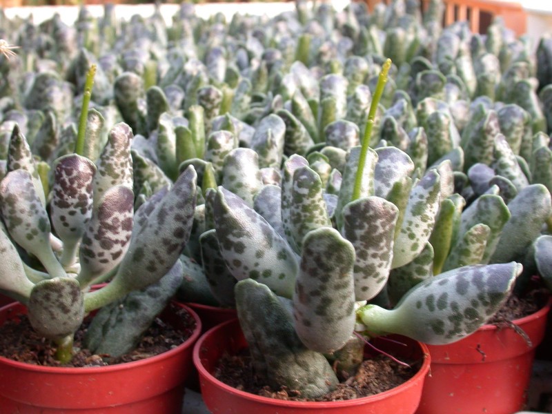 adromischus cooperi