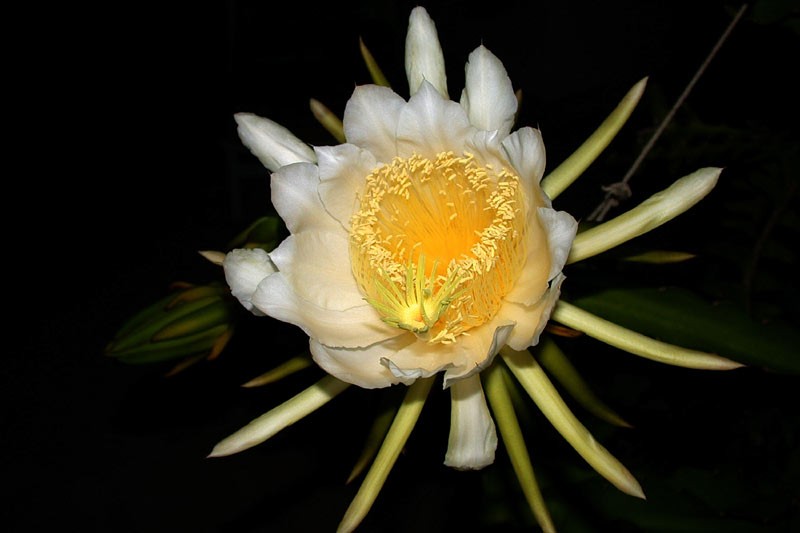 hylocereus undatus 0002