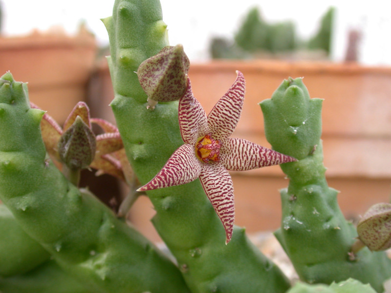 piaranthus barrydalensis 01