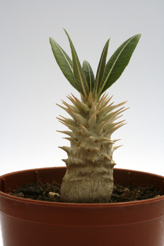 pachypodium densiflorum itremo 9979