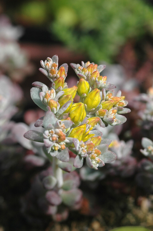 sedum spatulifolium purpur 03