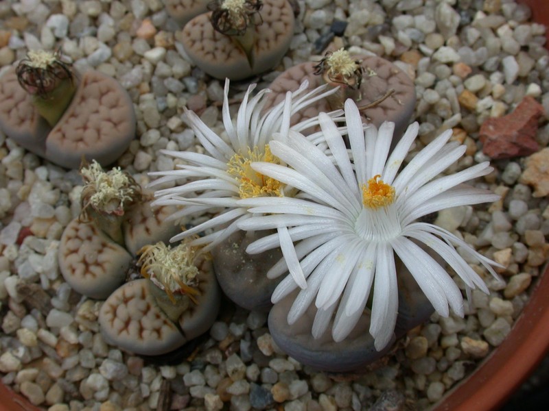 lithops karasmontana 01