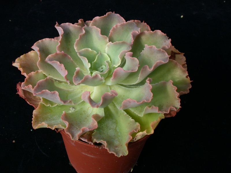 echeveia shawiana 01