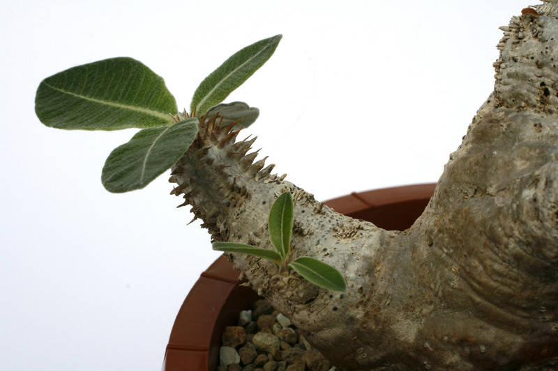 pachypodium densiflorum ibity 1618